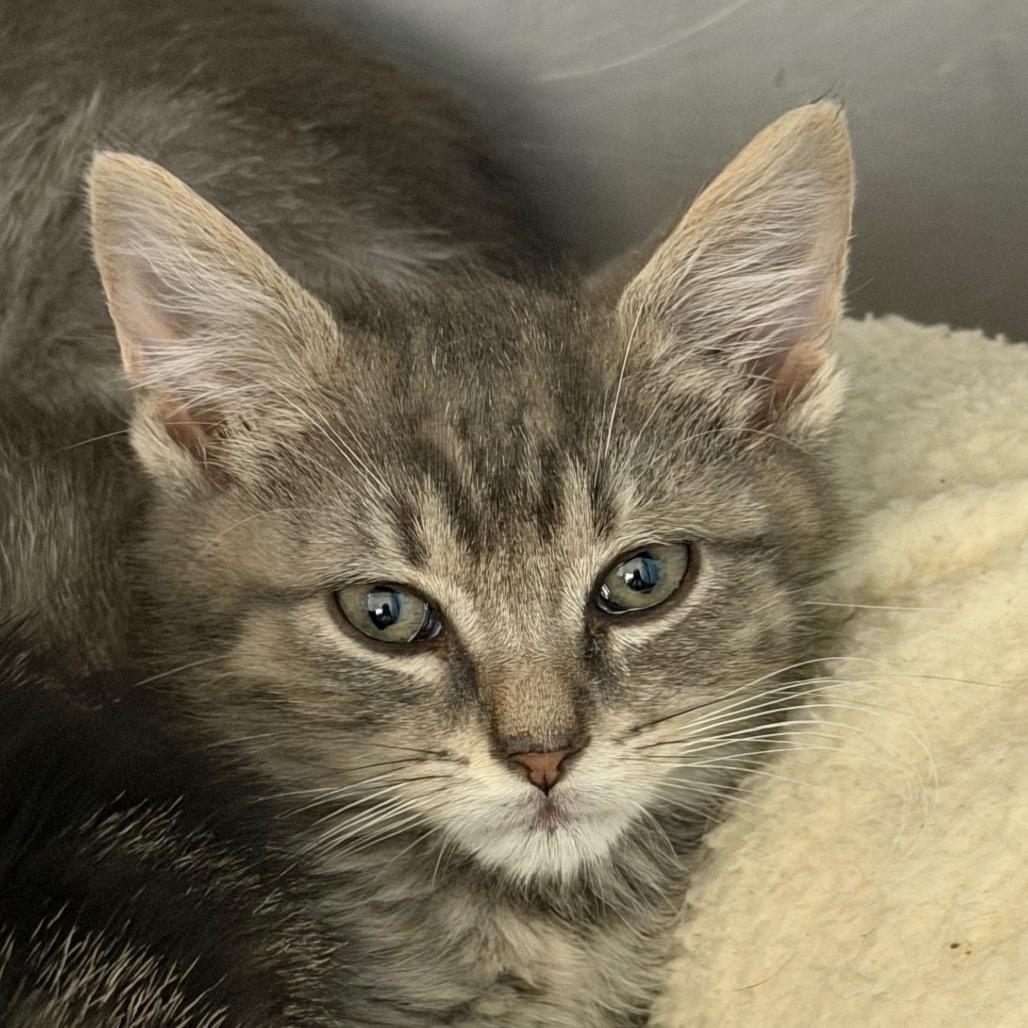Enlarge Fettuccini, a Adoptable Domestic Short Hair in Troy, VA image 1/1