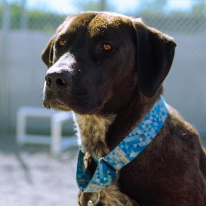 Enlarge Tawny, a Adoptable mixed breed in Cincinnati, OH image 2/5