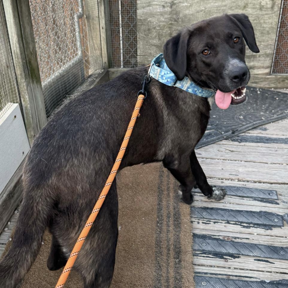 Enlarge Tawny, a Adoptable mixed breed in Cincinnati, OH image 5/5