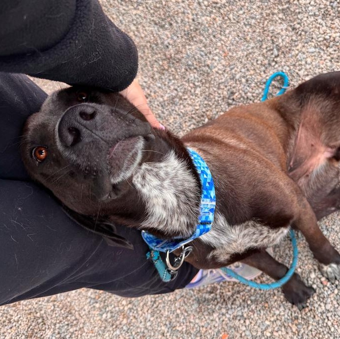 Enlarge Tawny, a Adoptable mixed breed in Cincinnati, OH image 3/5