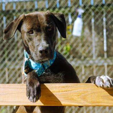 Enlarge Tawny, a Adoptable mixed breed in Cincinnati, OH image 4/5