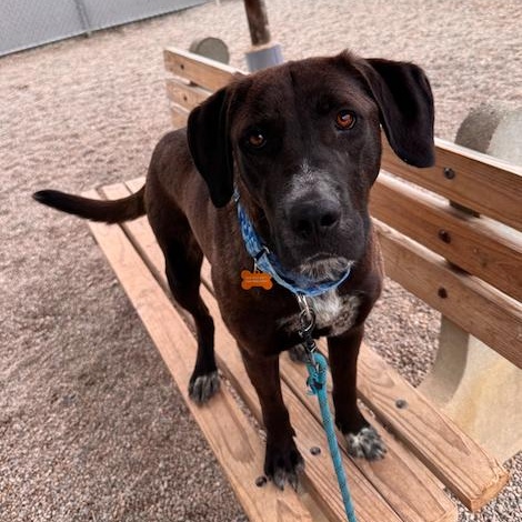 Tawny, Adoptable, Young Female Labrador Retriever.