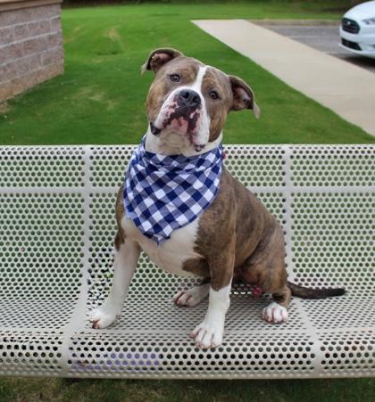 Spike 1042-24, a Adoptable mixed breed in Cumming, GA image 1/3