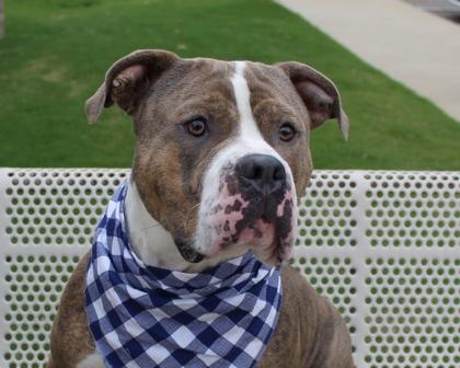 Spike 1042-24, a Adoptable mixed breed in Cumming, GA image 2/3