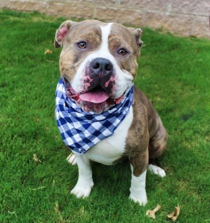 Spike 1042-24, a Adoptable mixed breed in Cumming, GA image 3/3