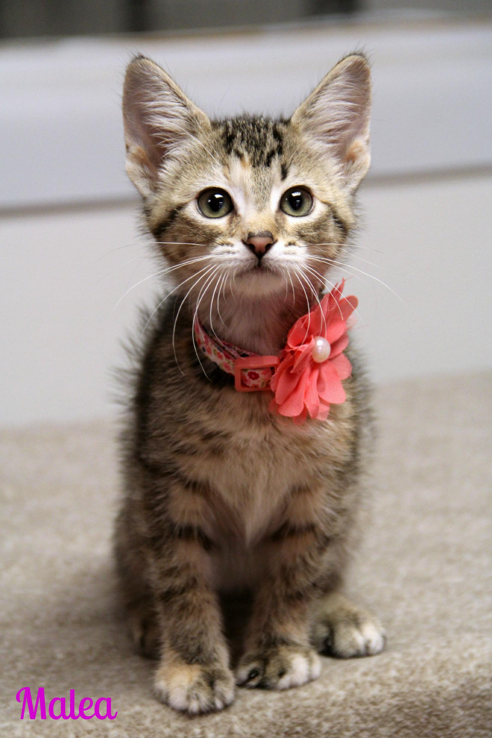 Malea, ADOPTABLE, Kitten Female Domestic Short Hair.