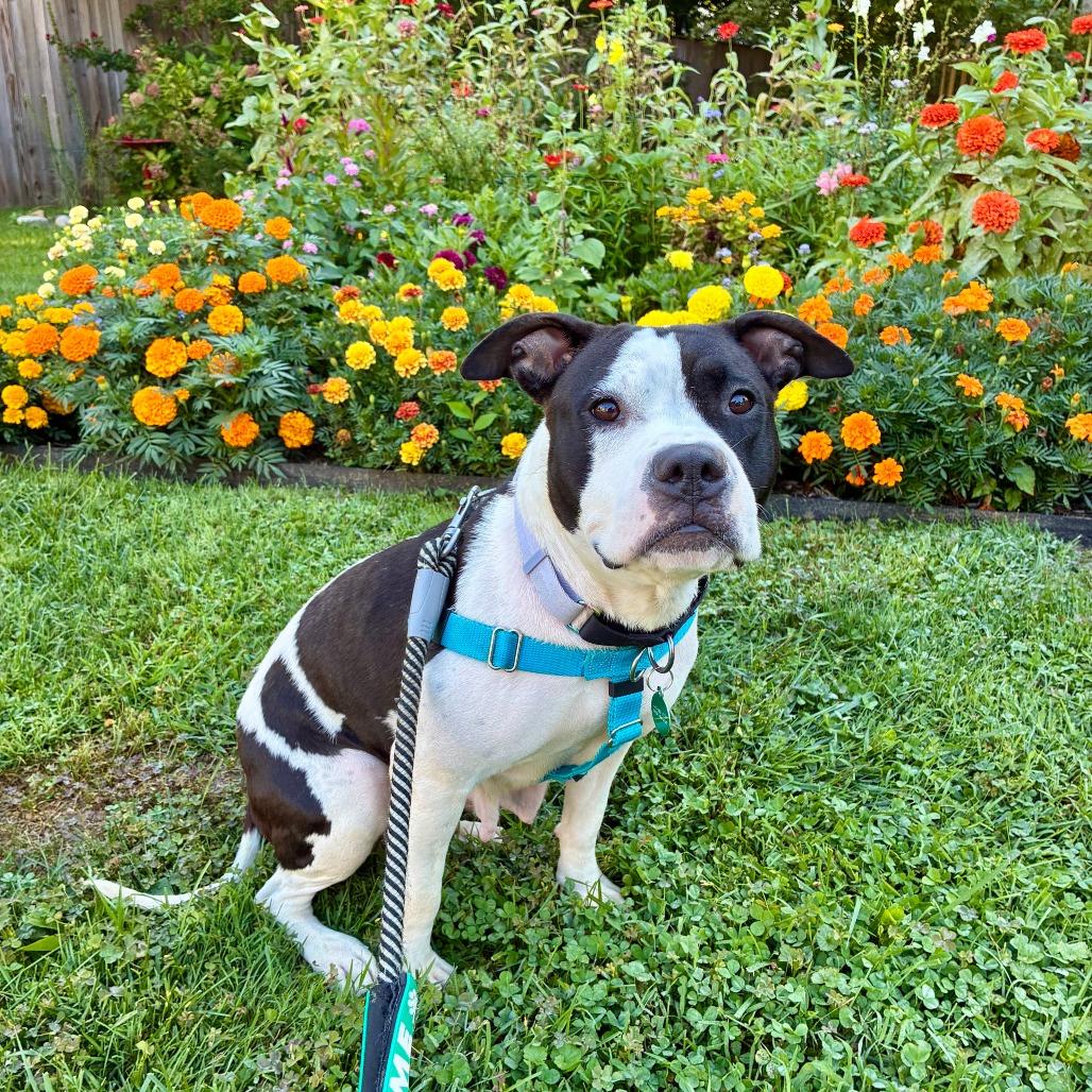 Enlarge Bitty Sweet, a Adoptable Pit Bull Terrier in Baltimore, MD image 1/6