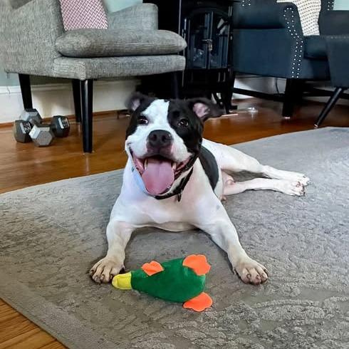 Enlarge Bitty Sweet, a Adoptable Pit Bull Terrier in Baltimore, MD image 2/6