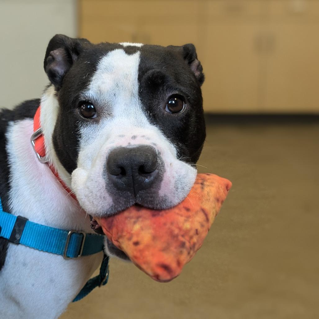 Enlarge Bitty Sweet, a Adoptable Pit Bull Terrier in Baltimore, MD image 3/6