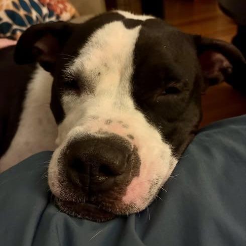Enlarge Bitty Sweet, a Adoptable Pit Bull Terrier in Baltimore, MD image 4/6