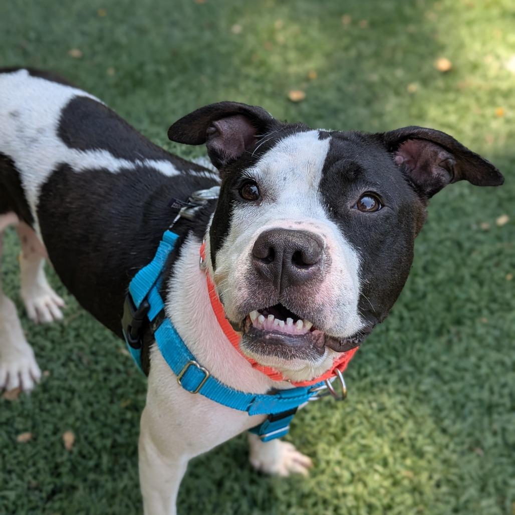 Enlarge Bitty Sweet, a Adoptable Pit Bull Terrier in Baltimore, MD image 5/6