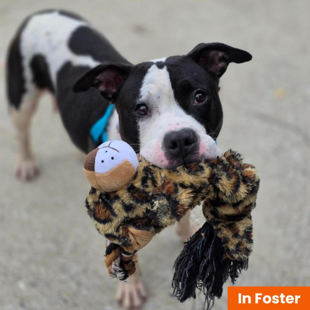 Enlarge Bitty Sweet, a Adoptable Pit Bull Terrier in Baltimore, MD image 6/6