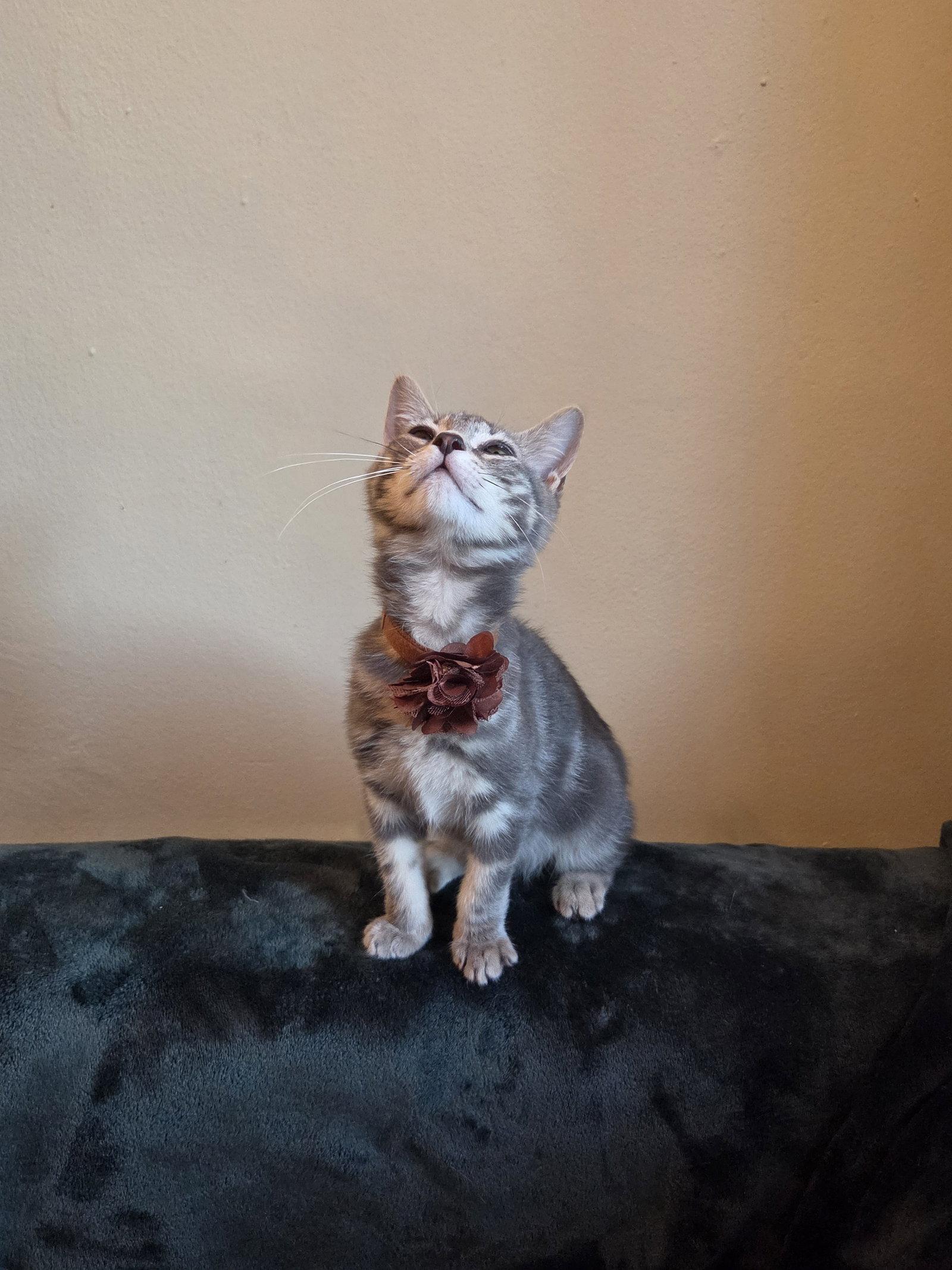 Enlarge TOFU, a Adopted Domestic Short Hair in Flushing, NY image 1/3
