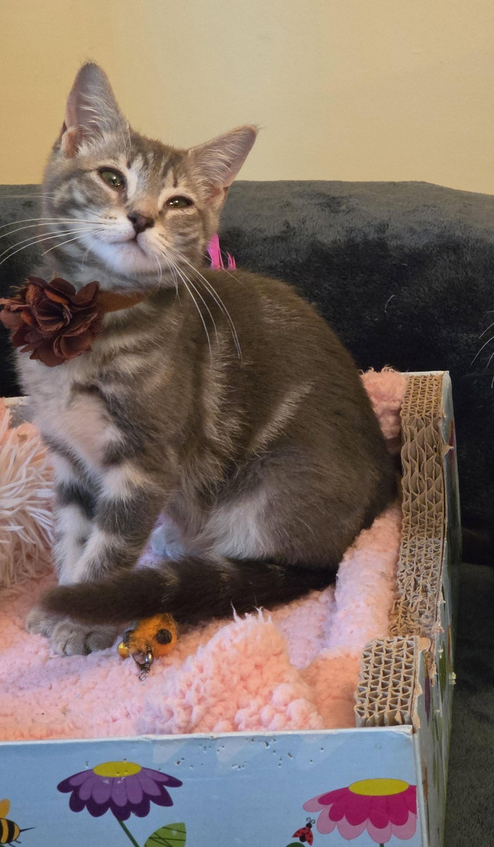 Enlarge TOFU, a Adopted Domestic Short Hair in Flushing, NY image 2/3