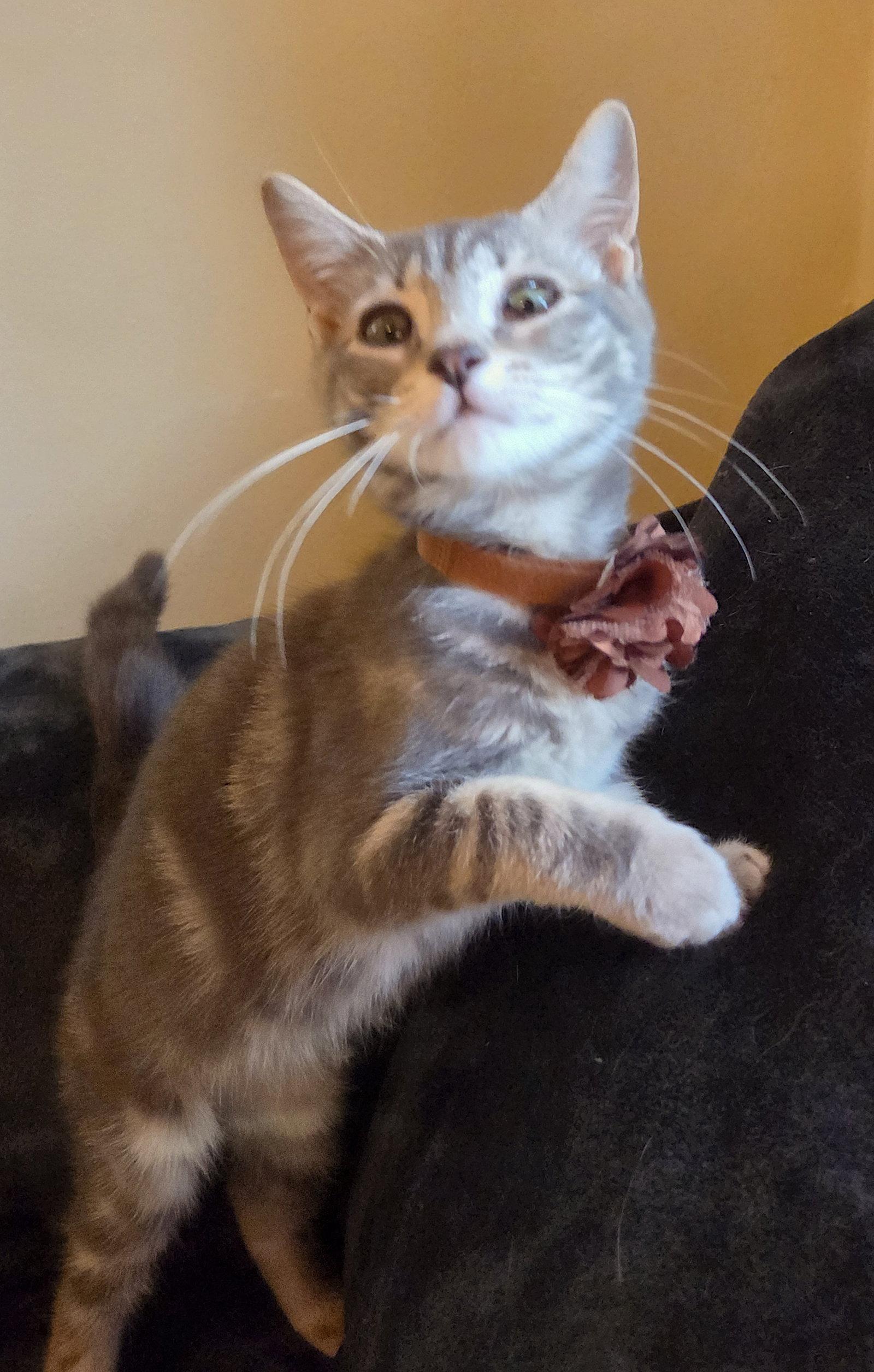 Enlarge TOFU, a Adopted Domestic Short Hair in Flushing, NY image 3/3
