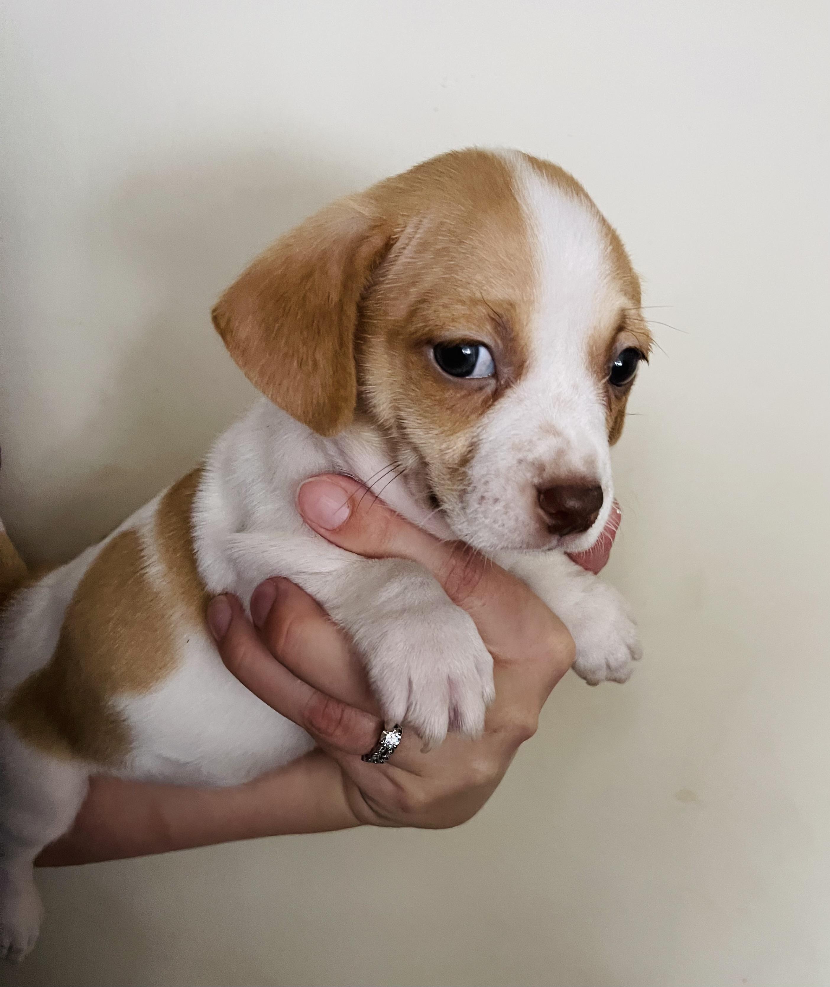 Wolfman, adopted, Puppy Male Chiweenie & Dachshund.