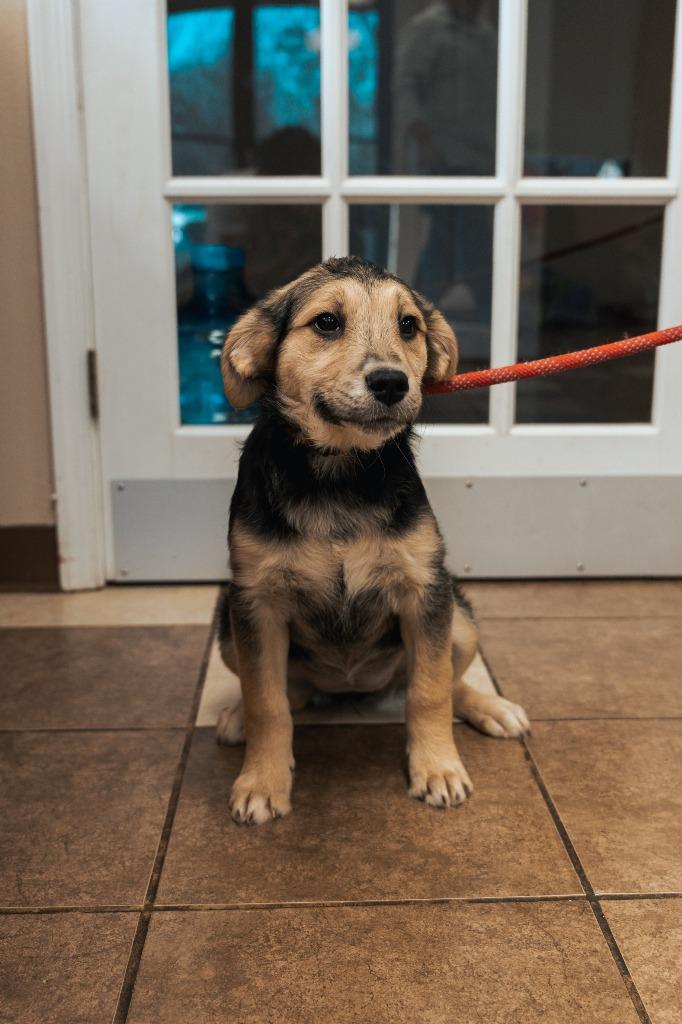 Mixed puppy 3(Joule), Adoptable, Puppy Female Terrier.