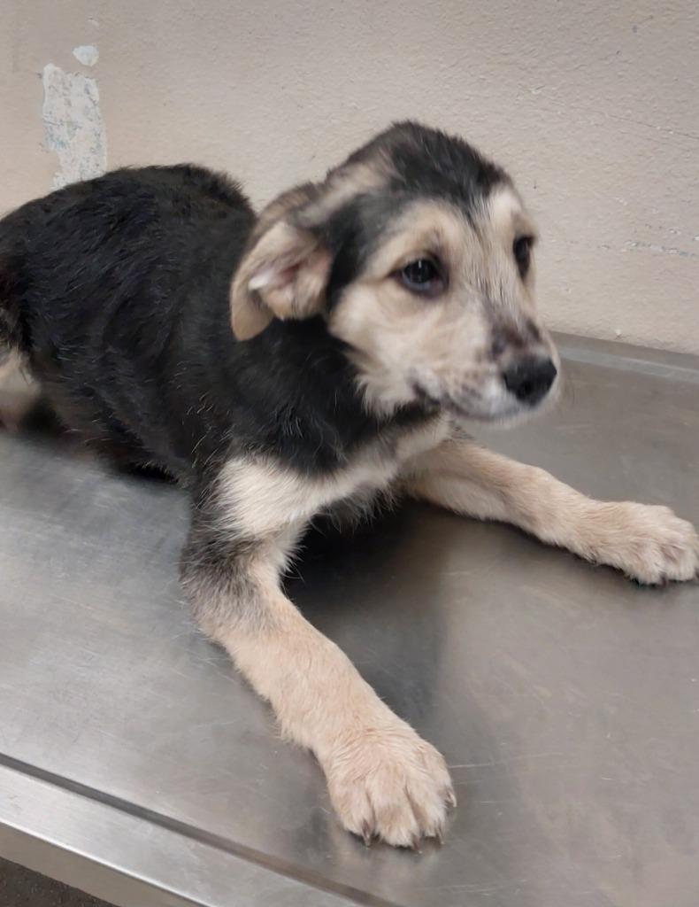 Mixed puppy 3(Joule), a Adoptable mixed breed in Mocksville, NC image 2/6