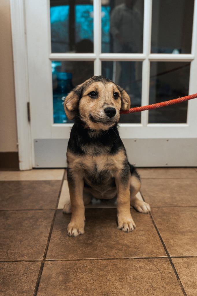 Mixed puppy 3(Joule), a Adoptable mixed breed in Mocksville, NC image 3/6