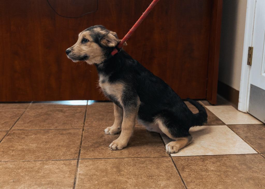 Mixed puppy 3(Joule), a Adoptable mixed breed in Mocksville, NC image 5/6