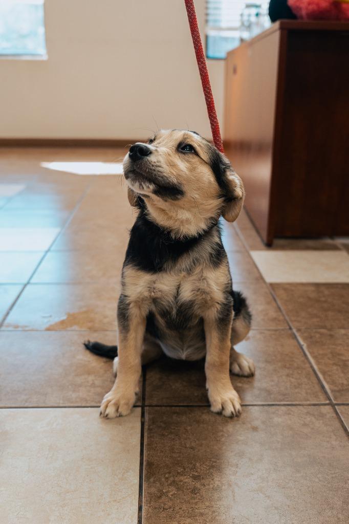 Mixed puppy 3(Joule), a Adoptable mixed breed in Mocksville, NC image 6/6