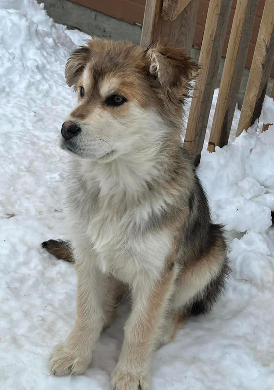 Enlarge Violet, an adopted mixed breed in Calgary, AB image 2/2