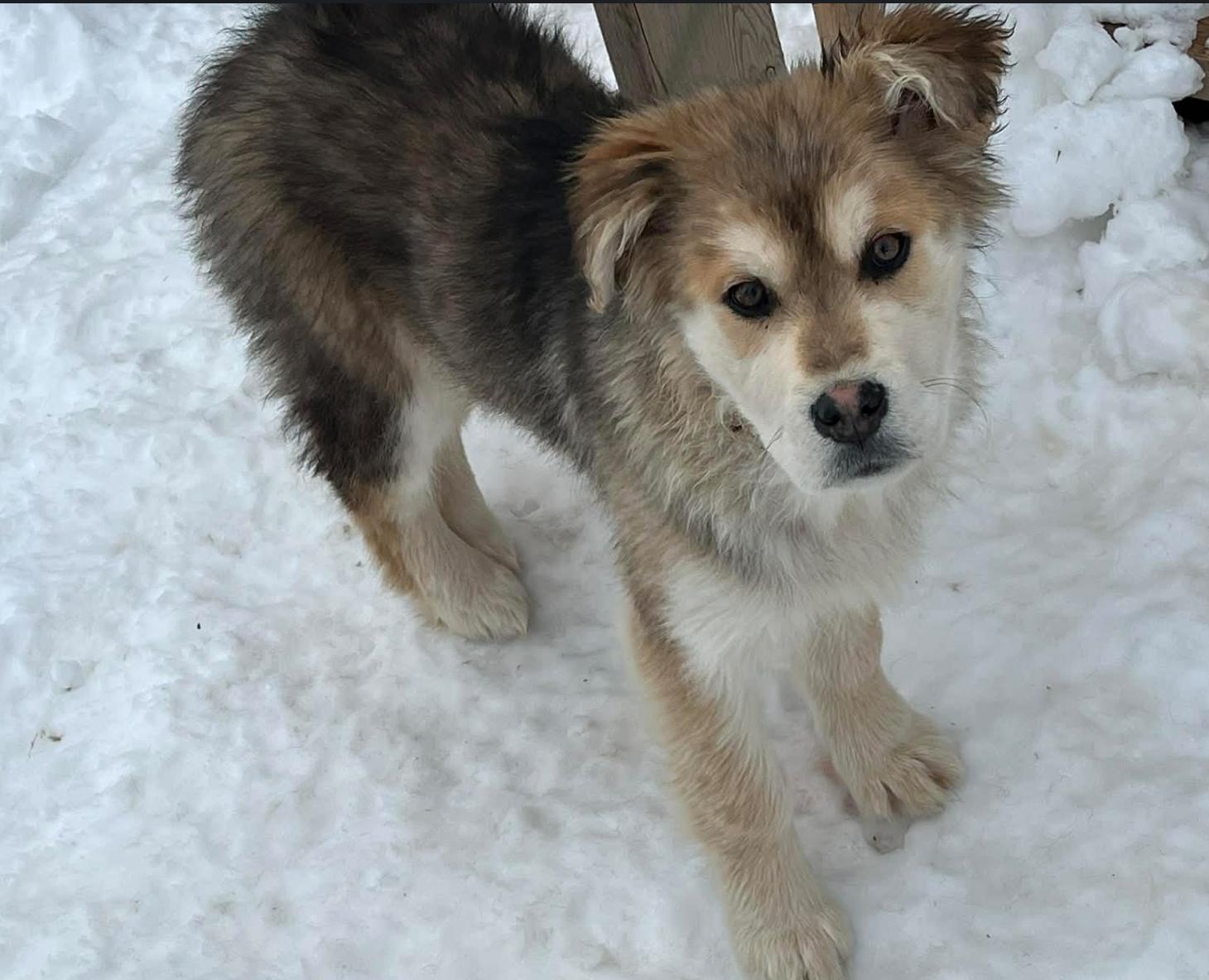 Violet, adopted, Young Female Labrador Retriever & Shepherd.