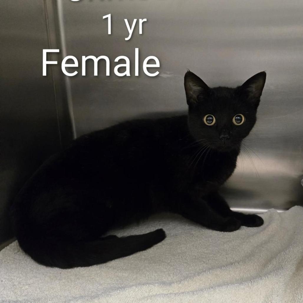 Crimson, a Adoptable Domestic Short Hair in Rocky Mount, VA image 1/4