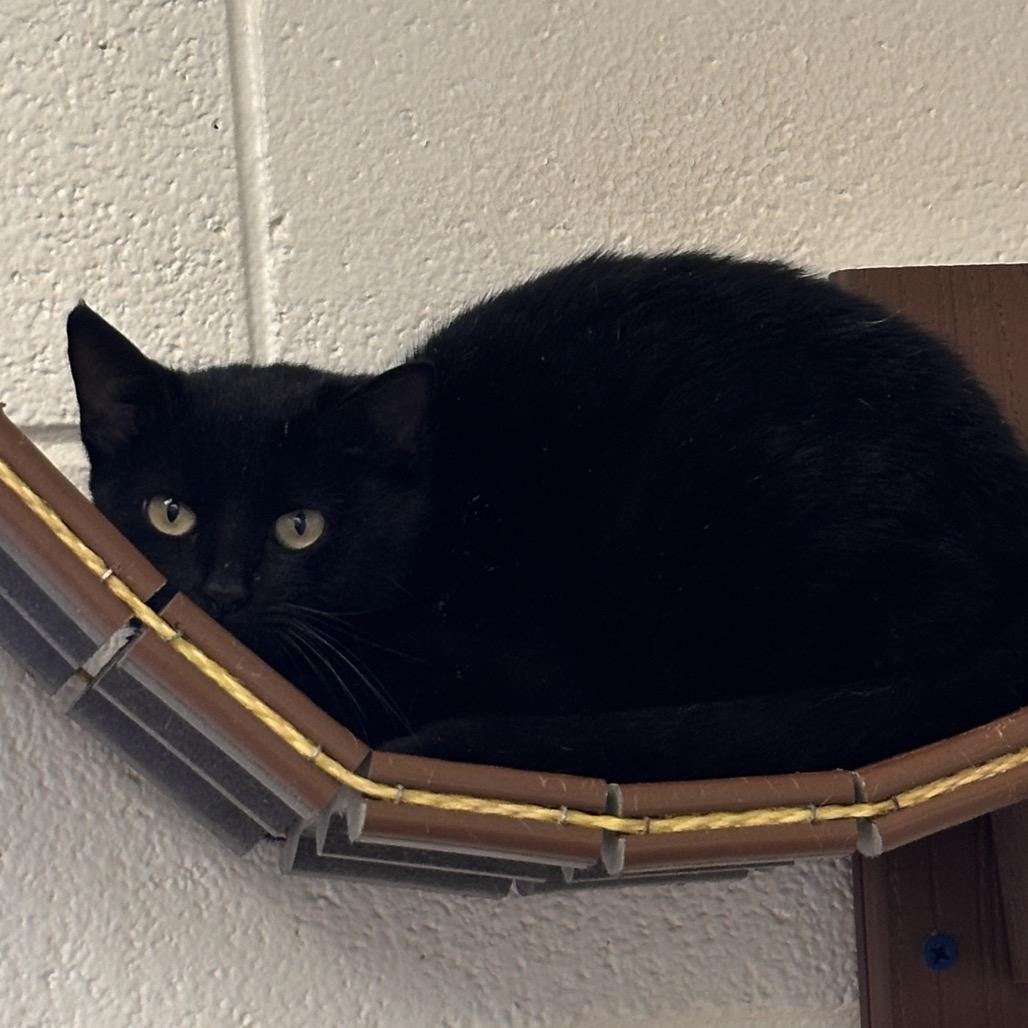 Crimson, a Adoptable Domestic Short Hair in Rocky Mount, VA image 2/4