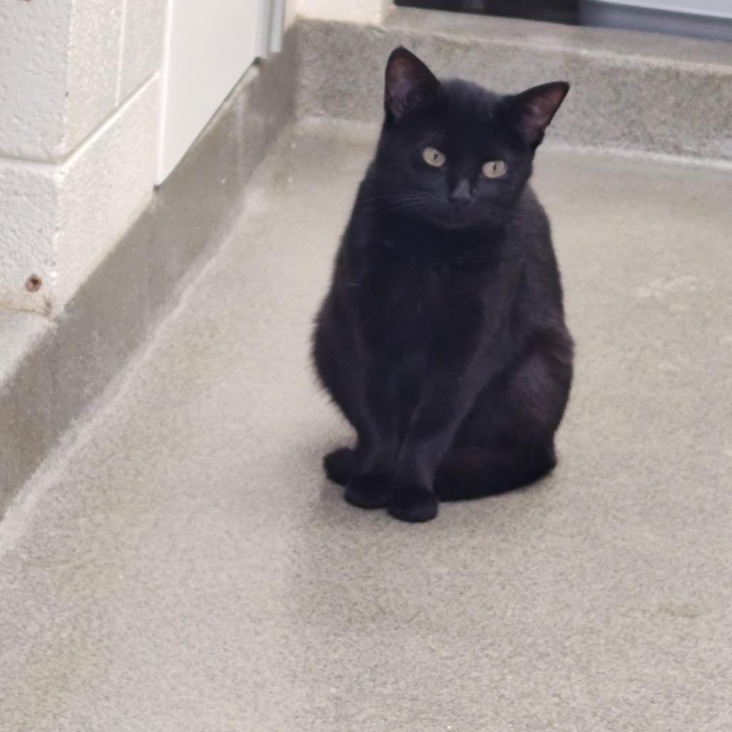 Crimson, a Adoptable Domestic Short Hair in Rocky Mount, VA image 3/4