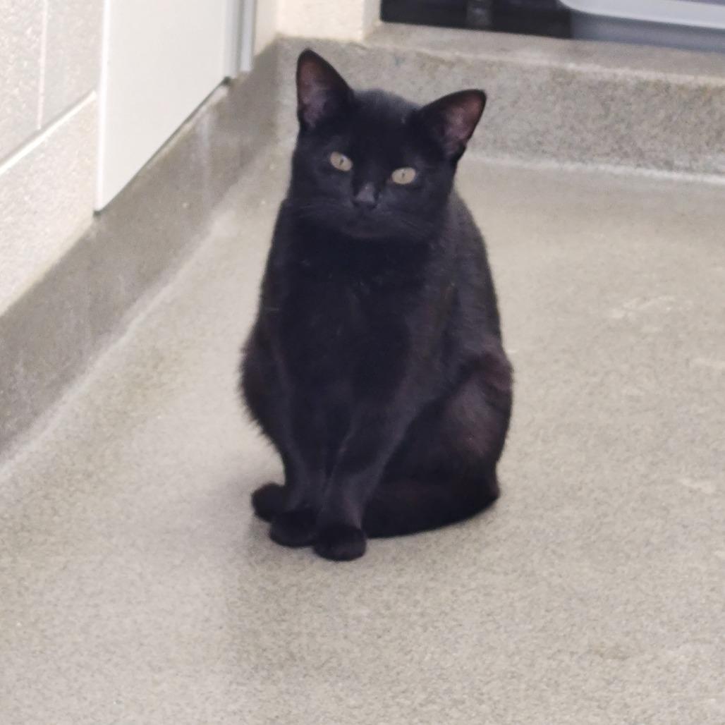 Crimson, a Adoptable Domestic Short Hair in Rocky Mount, VA image 4/4