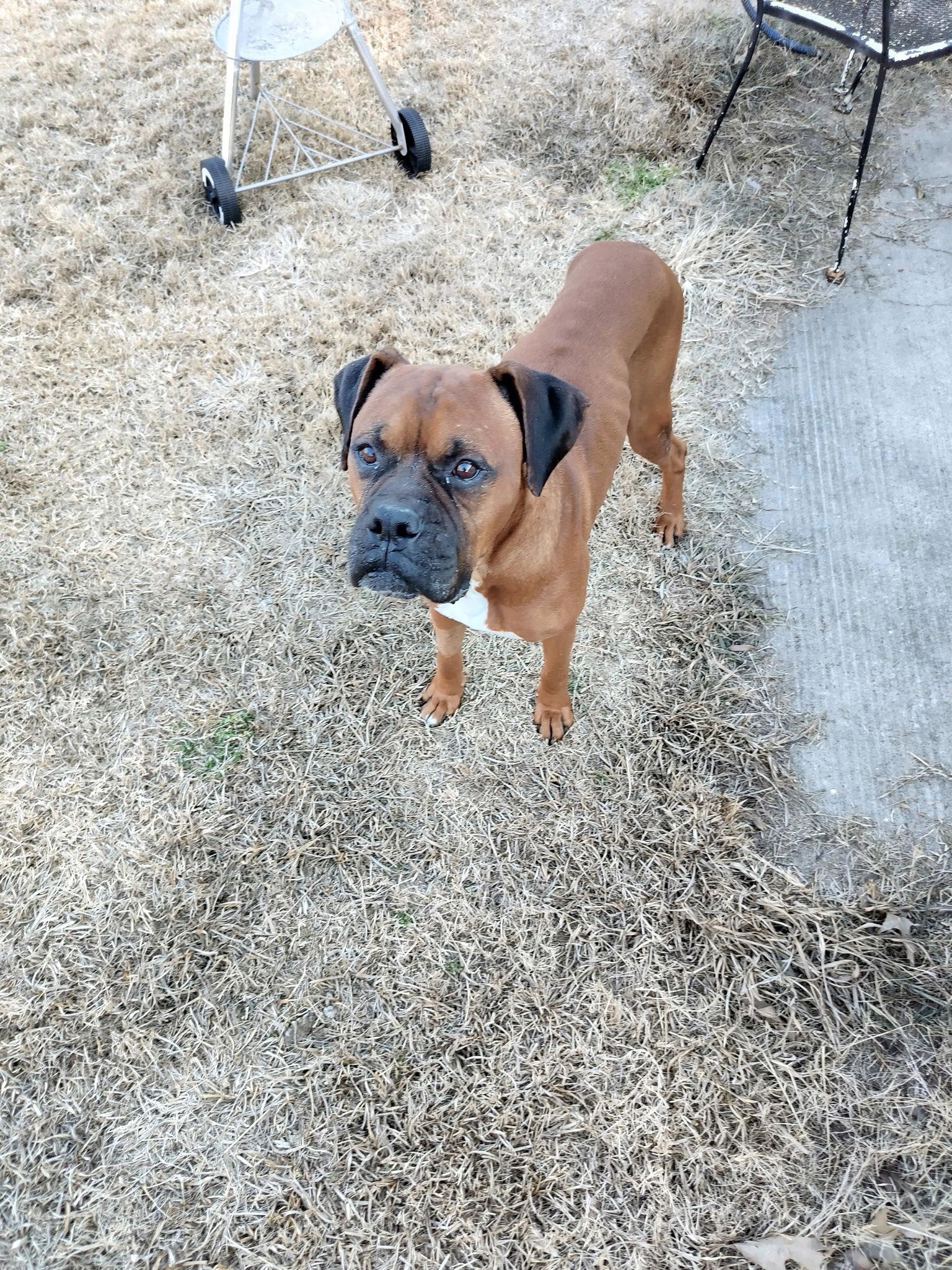 Enlarge DABNEY, a Adoptable Boxer in Katy, TX image 1/3