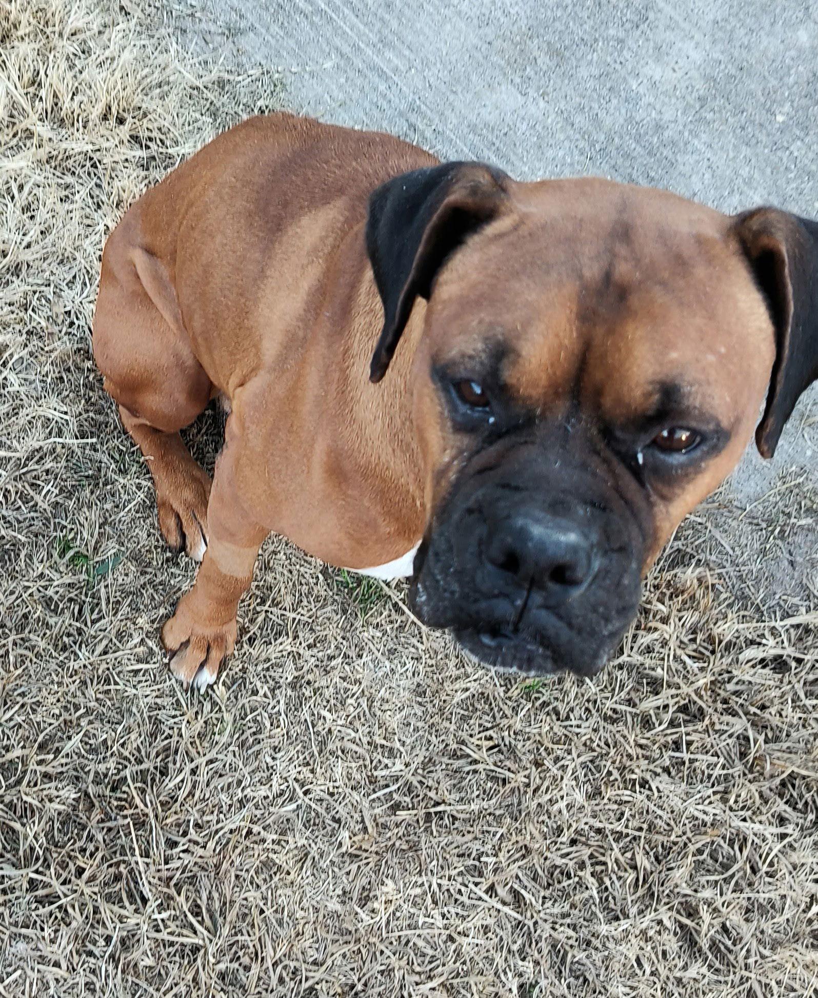 Enlarge DABNEY, a Adoptable Boxer in Katy, TX image 2/3
