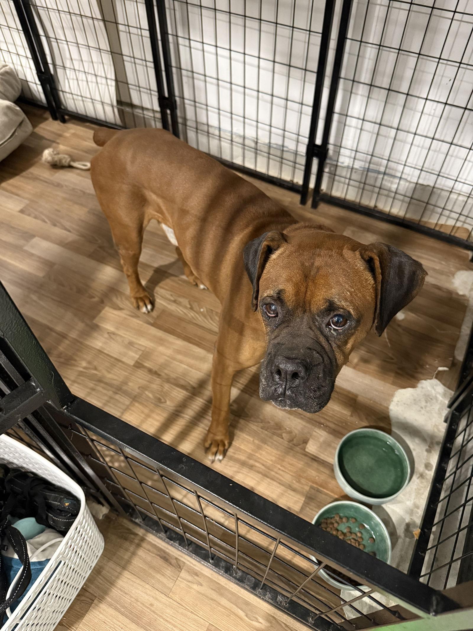 Enlarge DABNEY, a Adoptable Boxer in Katy, TX image 1/3