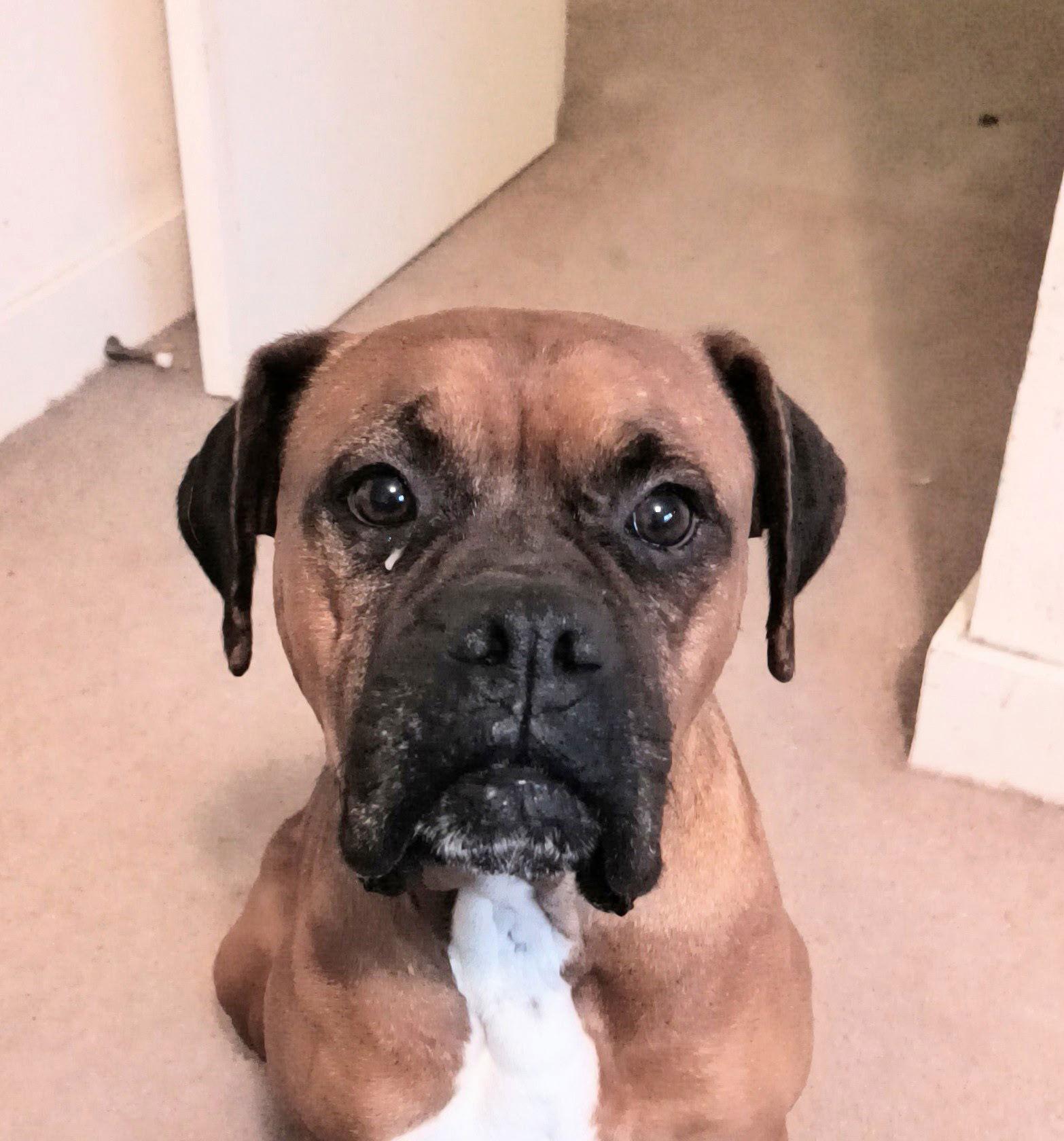 Enlarge DABNEY, a Adoptable Boxer in Katy, TX image 3/3