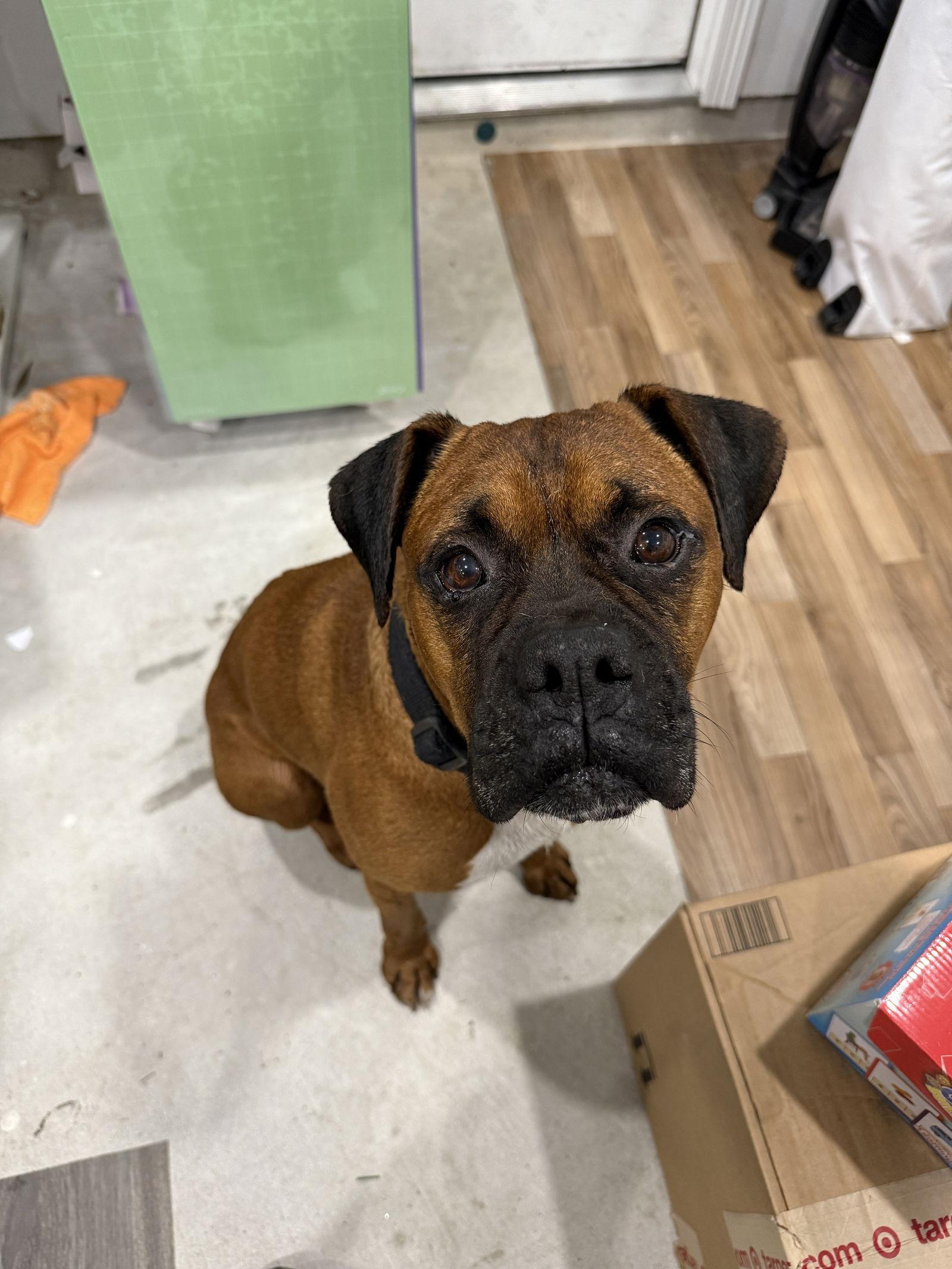 Enlarge DABNEY, a Adoptable Boxer in Katy, TX image 2/3