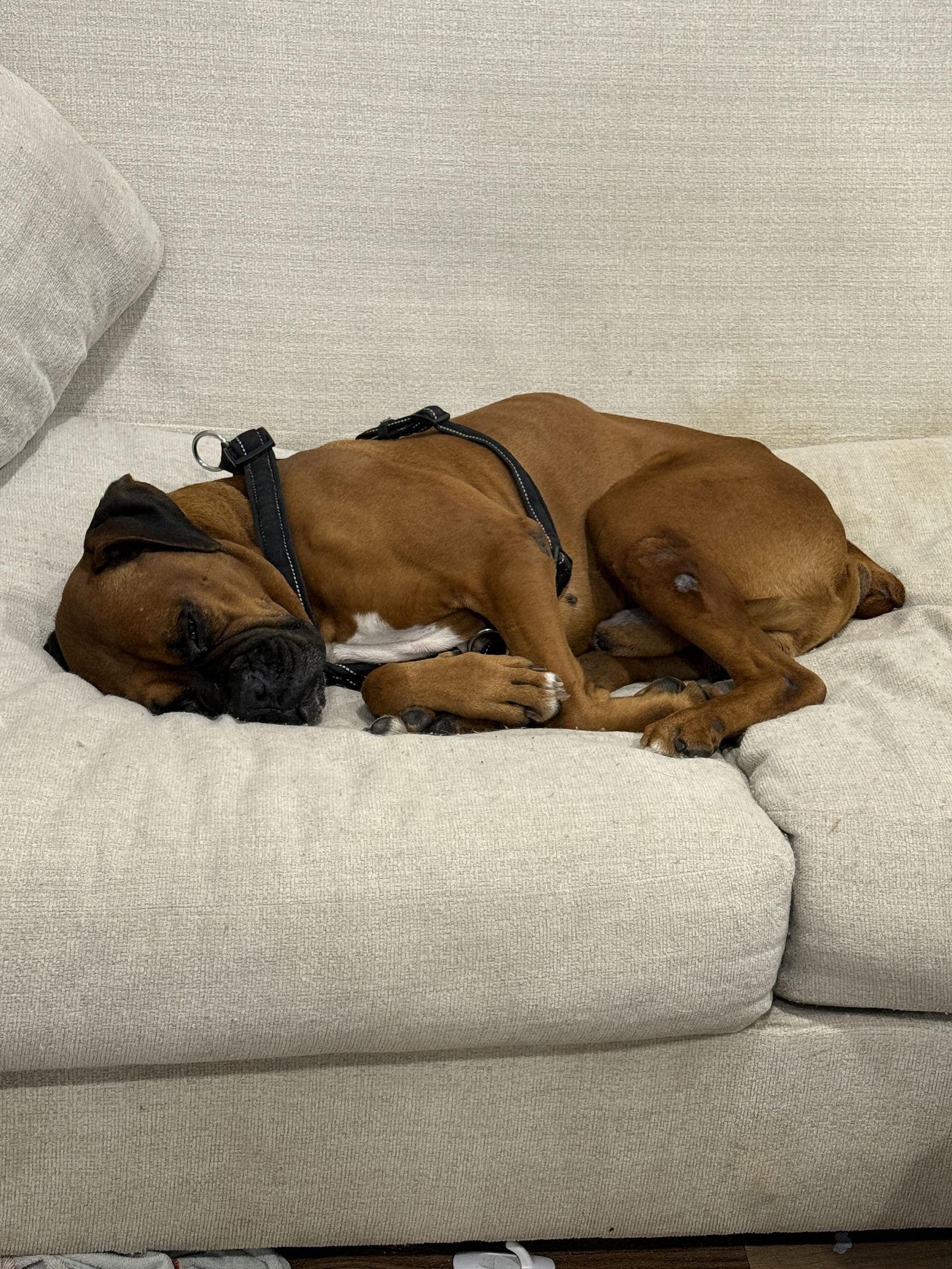 Enlarge DABNEY, a Adoptable Boxer in Katy, TX image 3/3