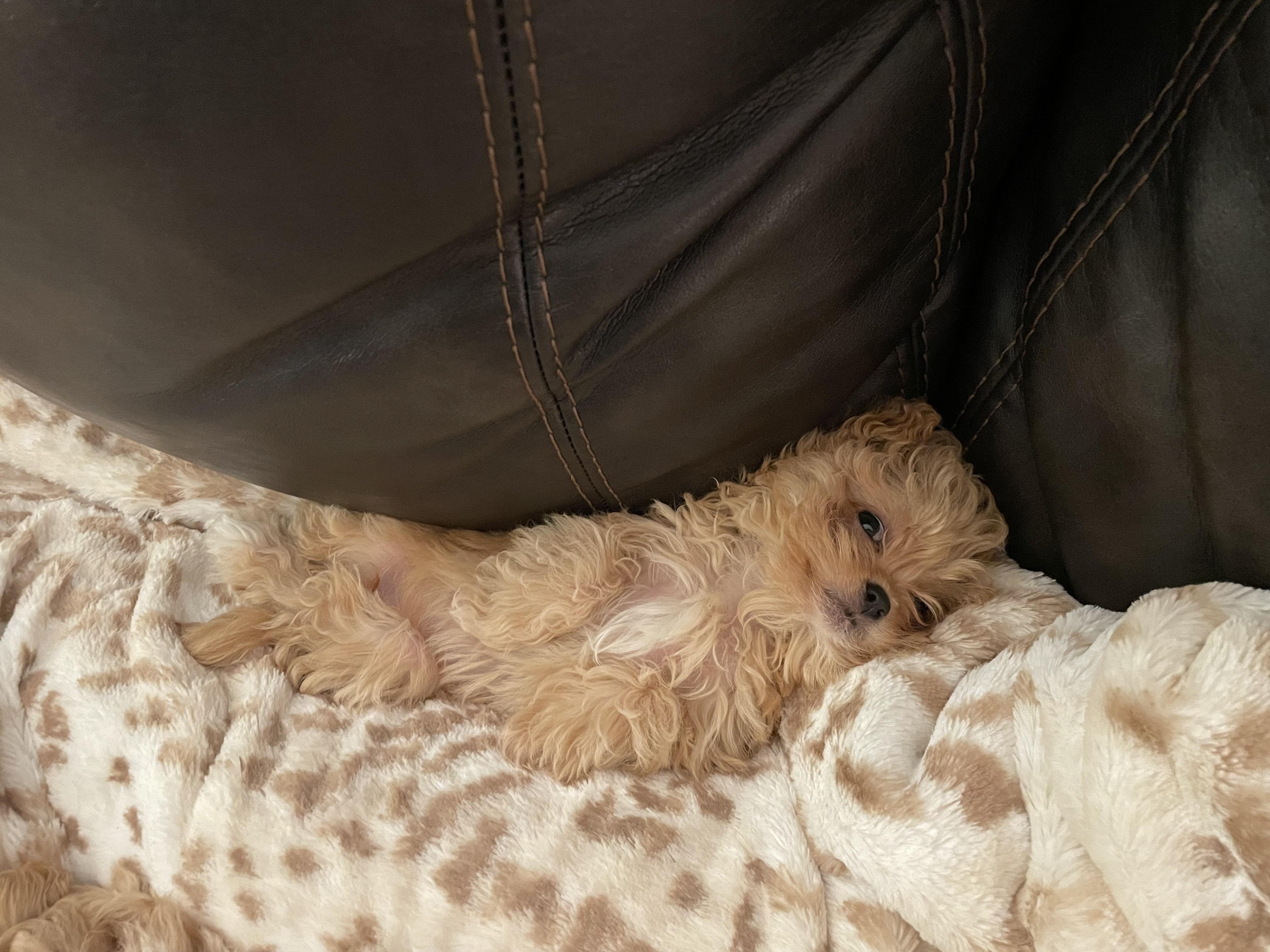 Enlarge Nala, a ADOPTABLE mixed breed in Overland Park, KS image 3/3