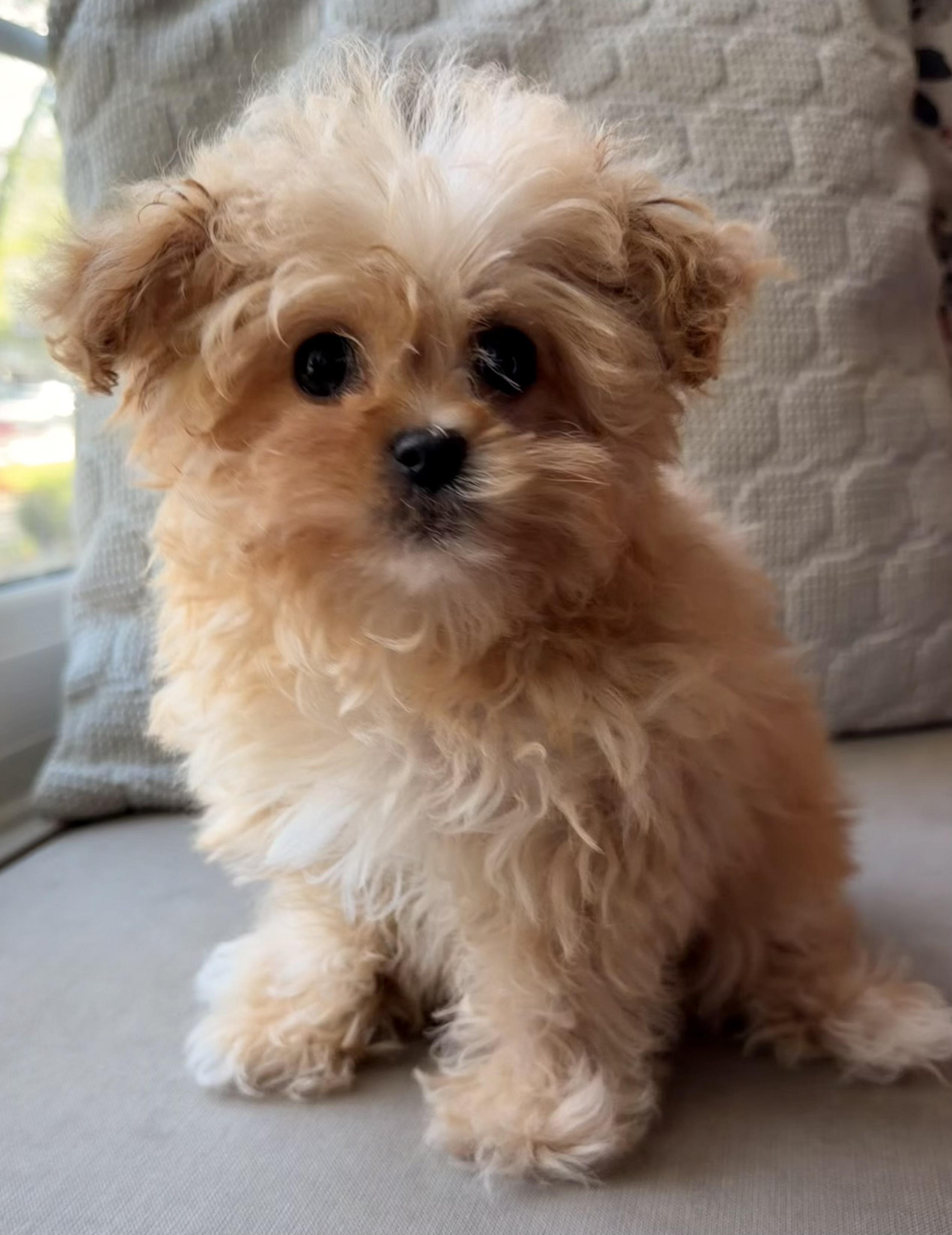 Enlarge Nala, a ADOPTABLE mixed breed in Overland Park, KS image 2/3