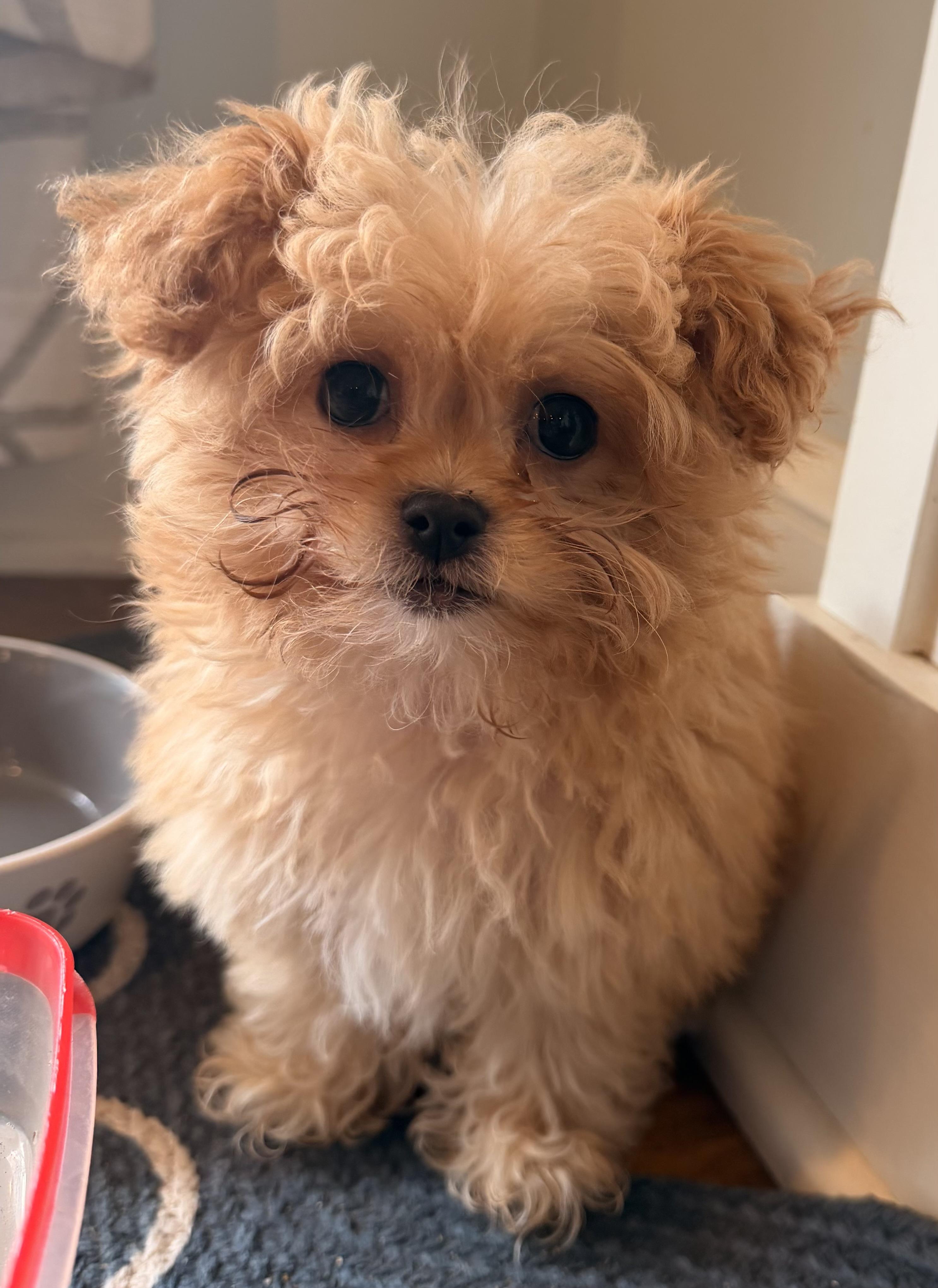 Nala, ADOPTABLE, Puppy Female Shih Tzu & Poodle.