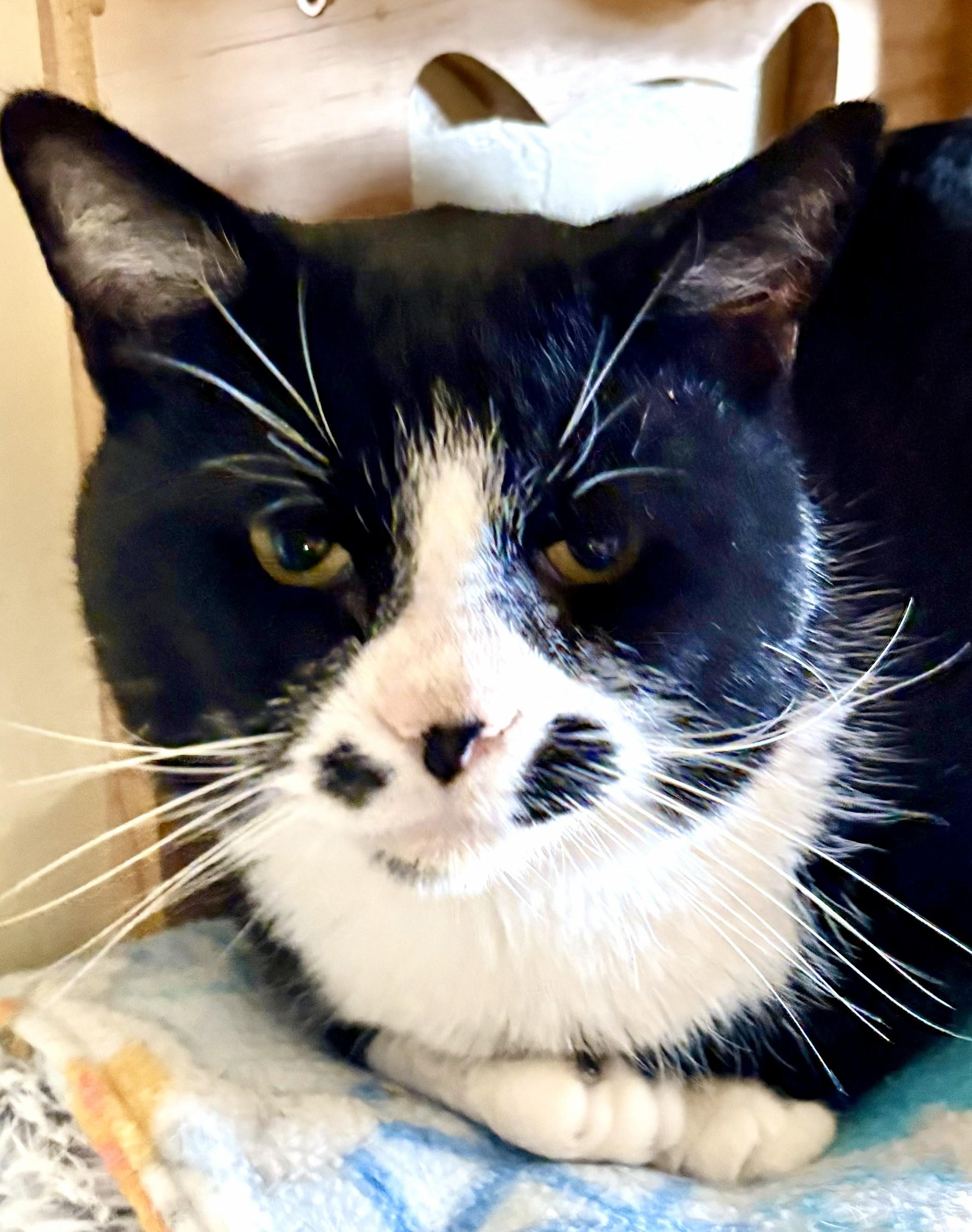 FELLA, a Adoptable Tuxedo in Prescott, AZ image 1/4