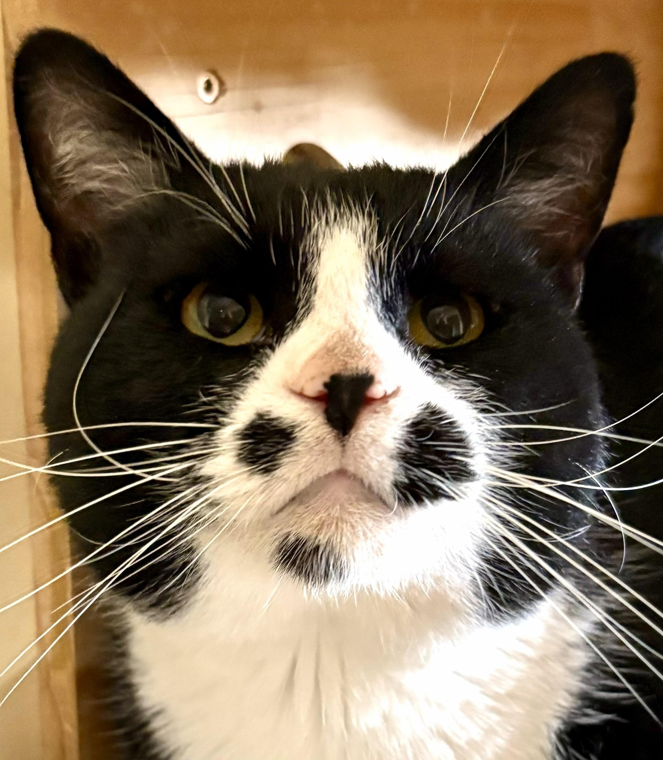 FELLA, a Adoptable Tuxedo in Prescott, AZ image 2/4
