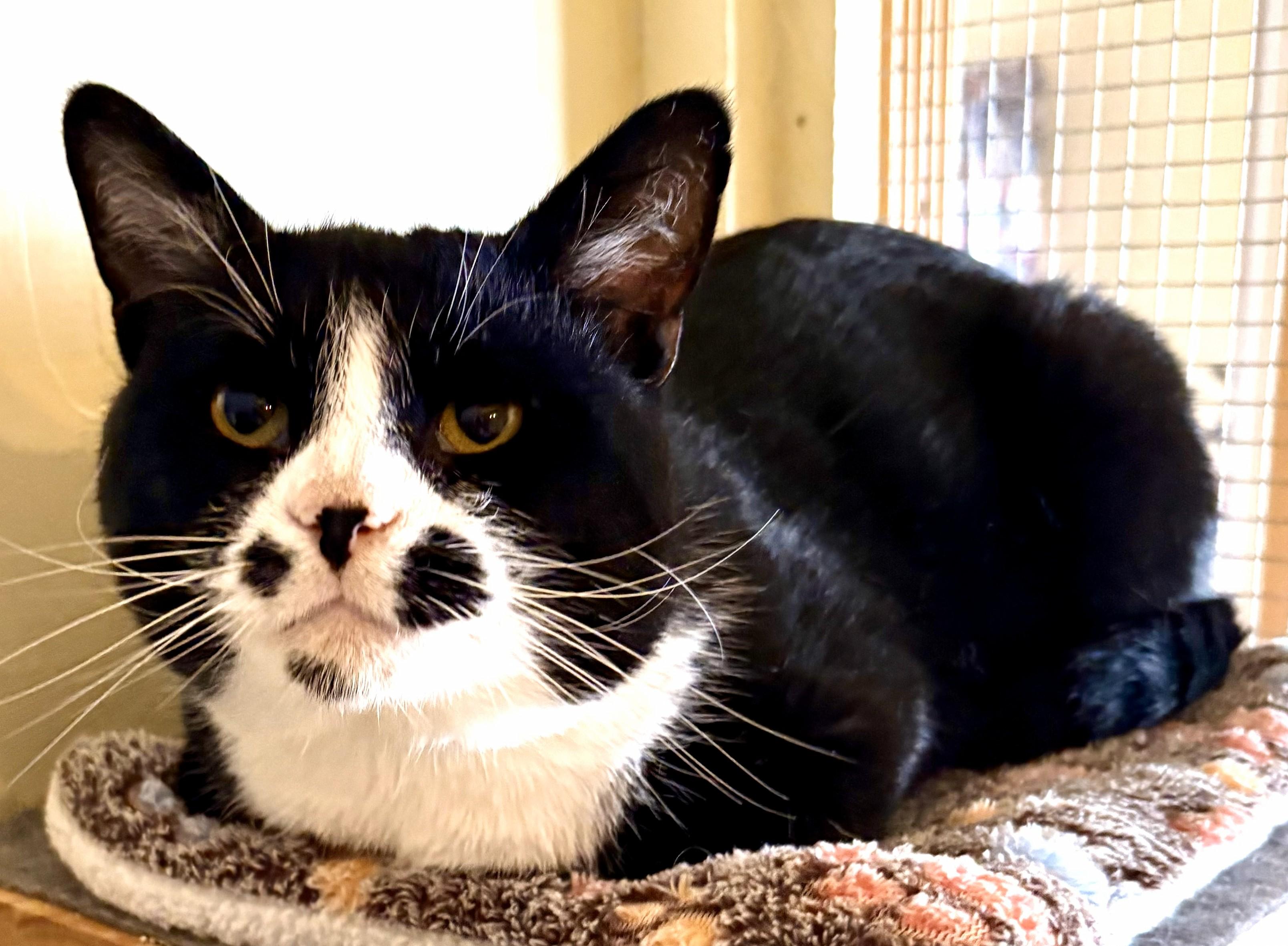 FELLA, a Adoptable Tuxedo in Prescott, AZ image 3/4