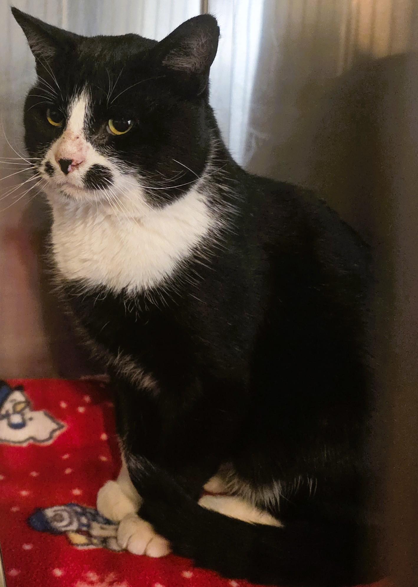 FELLA, a Adoptable Tuxedo in Prescott, AZ image 4/4