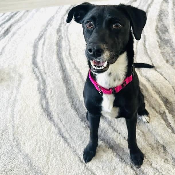 Enlarge Stella, a ADOPTABLE mixed breed in Milwaukee, WI image 5/5