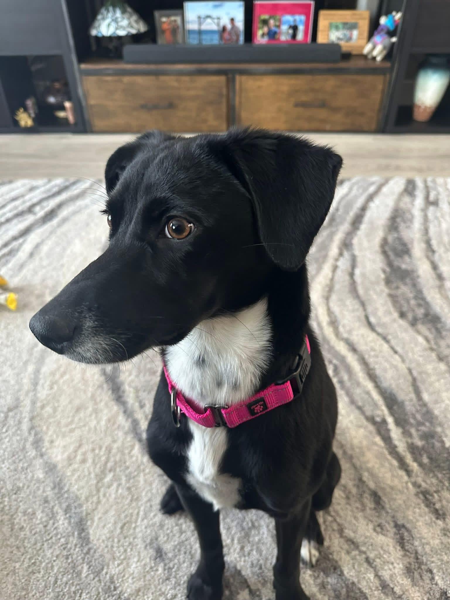 Enlarge Stella, a ADOPTABLE mixed breed in Milwaukee, WI image 3/5