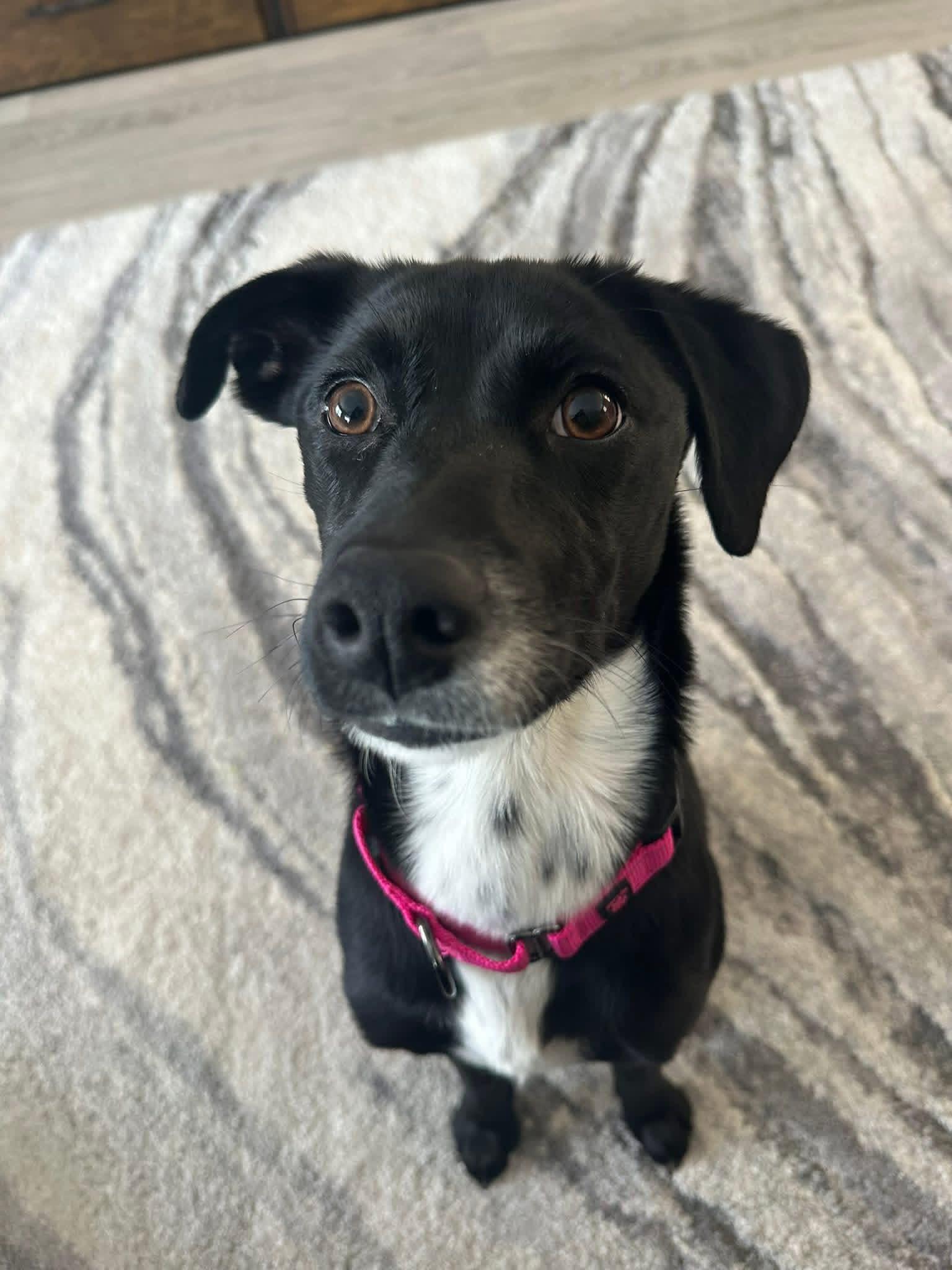 Stella, ADOPTABLE, Young Female Terrier.