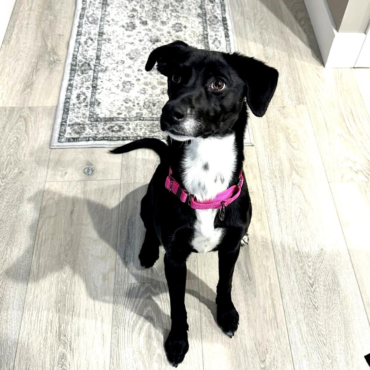 Enlarge Stella, a ADOPTABLE mixed breed in Milwaukee, WI image 2/5