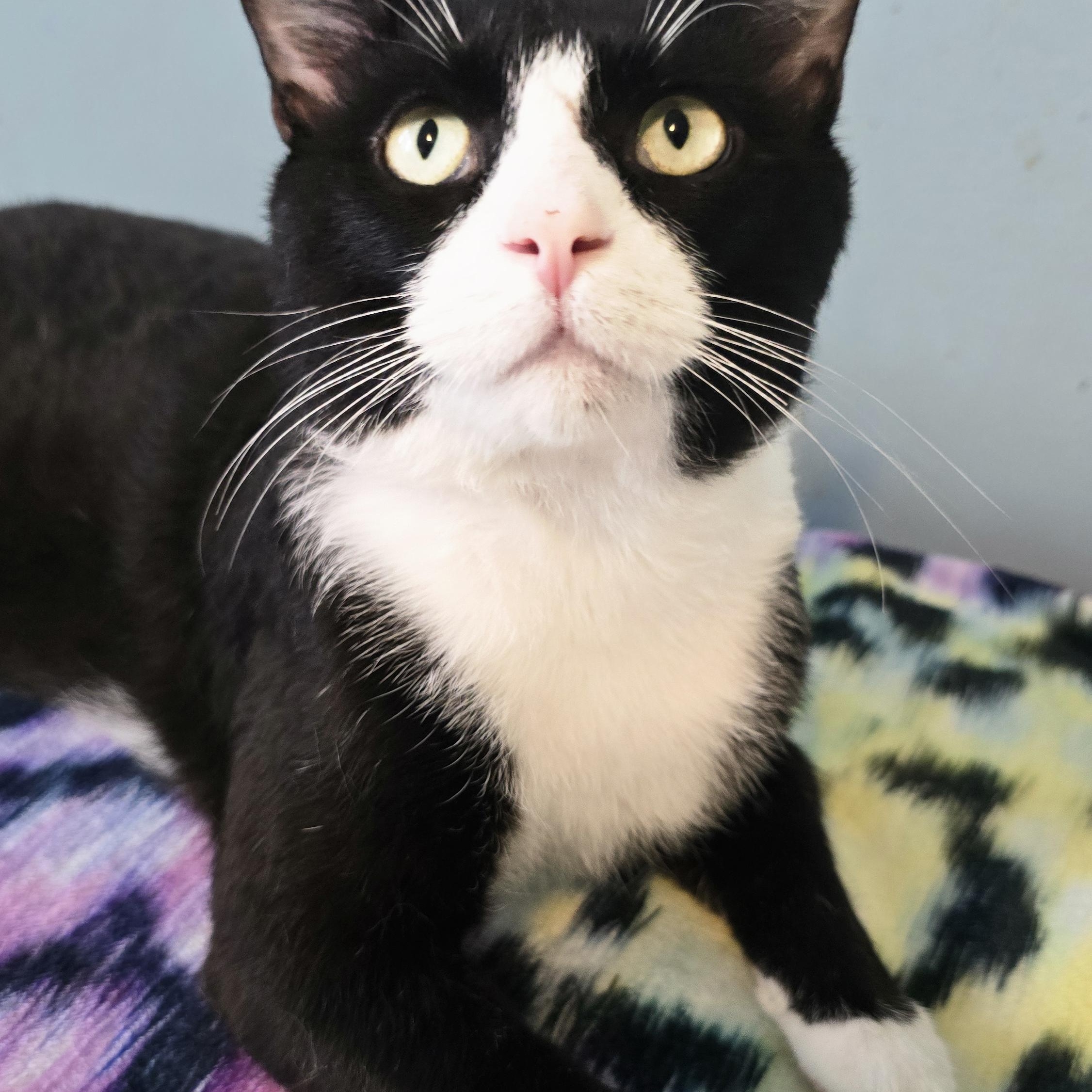 GIZMO, a ADOPTABLE Domestic Short Hair in Chicago Ridge, IL image 2/4
