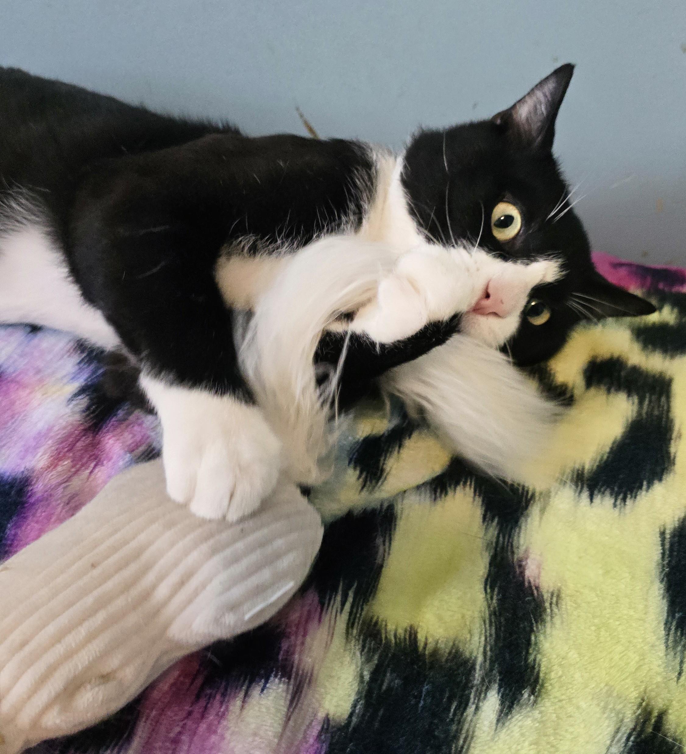 GIZMO, a ADOPTABLE Domestic Short Hair in Chicago Ridge, IL image 4/4